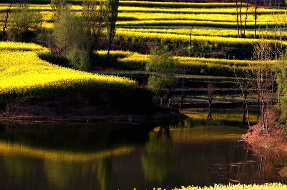 ��ɫ����