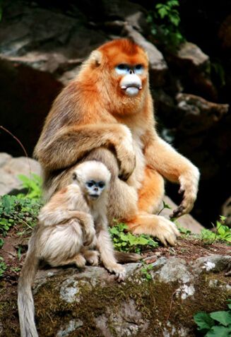 �����ı���˿��